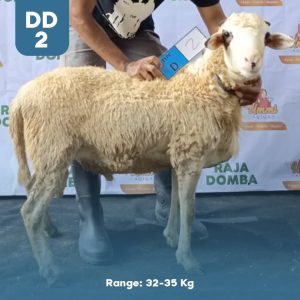 Domba Qurban DD-2