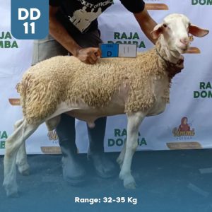 Domba Qurban DD-11