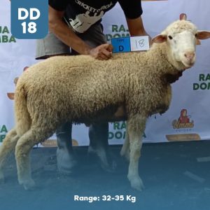 Domba Qurban DD-18