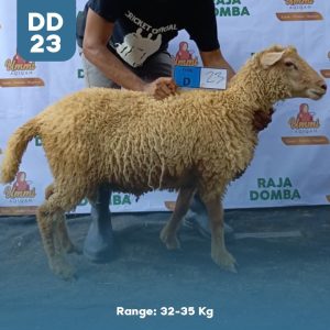 Domba Qurban DD-23
