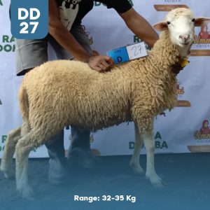 Domba Qurban DD-27
