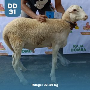 Domba Qurban DD-31