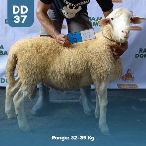 Domba Qurban DD-37