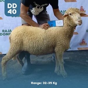 Domba Qurban DD-40