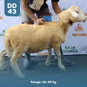 Domba Qurban DD-43