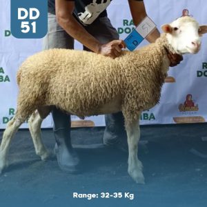Domba Qurban DD-51