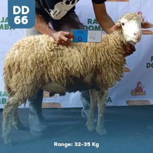 Domba Qurban DD-66