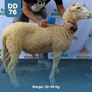 Domba Qurban DD-76